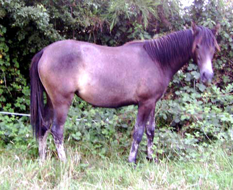ARABE BARBE (POULICHE)